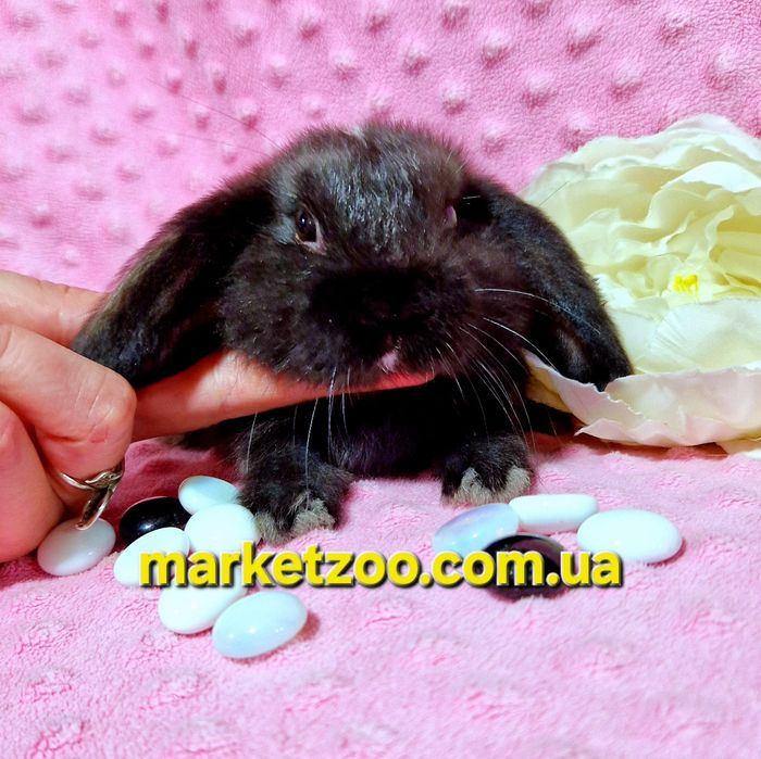 Міні кролик mini lop чорний карликовые кролики,висловухий баранчик