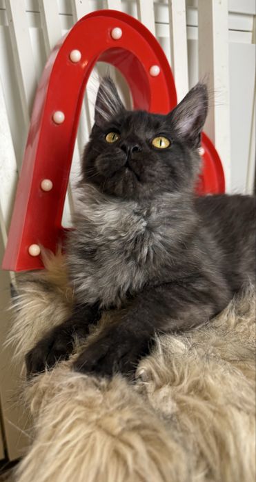 Dymny Aragon of Coty Coli