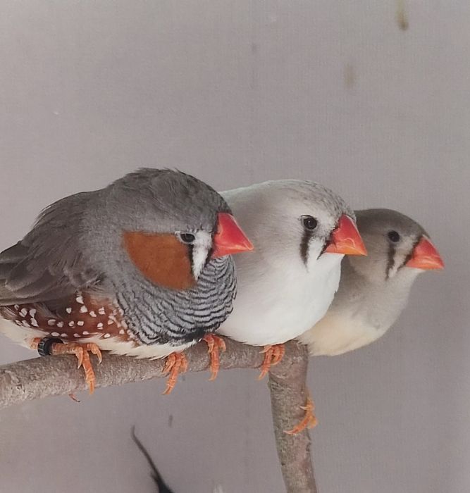 Diamante Mandarim, Babete e Bengalins