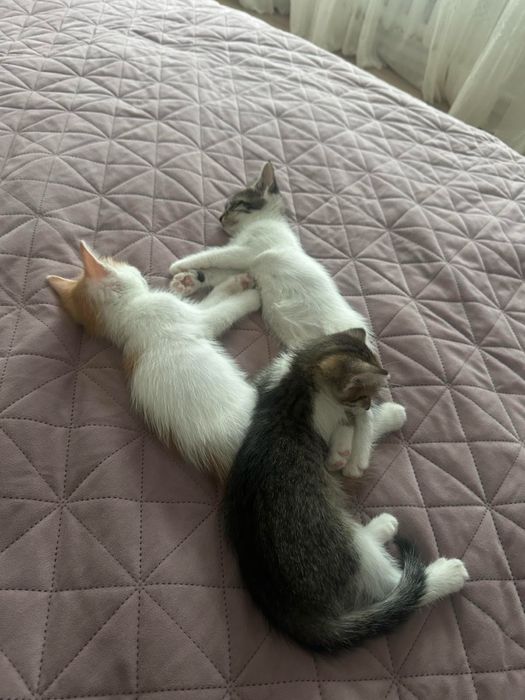 Віддамо кошенят у добрі руки!