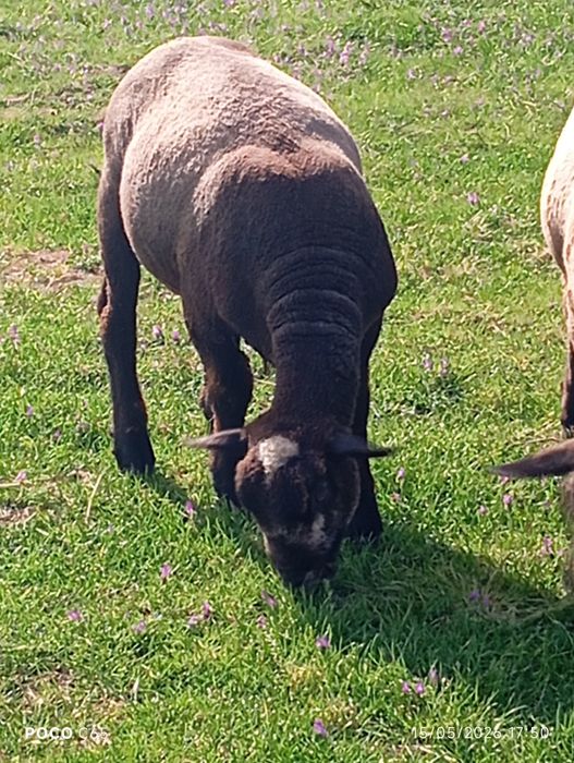 Macho p3 zona de pombal