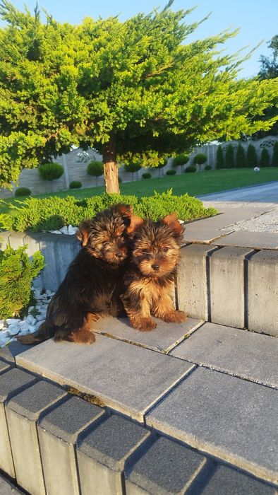 Yorkshire terrier