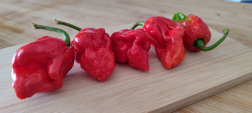 Sementes Bhut Jolokia(Ghost),OFERTA Portes Envio