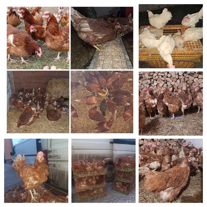 Продаю річну курочку
