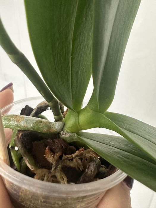 Орхідея pink flamingo