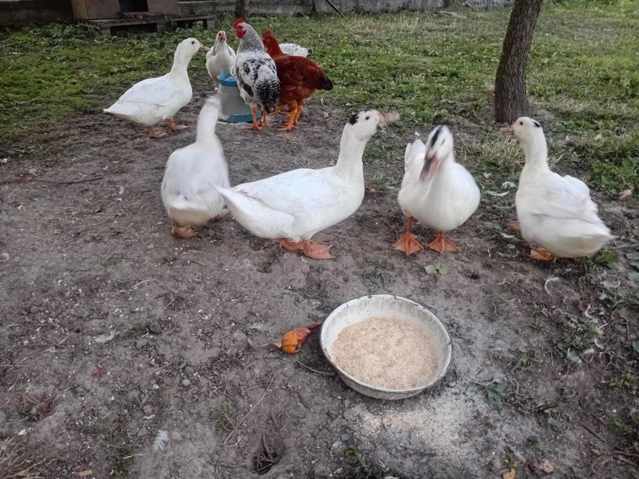 Продам качок мулард