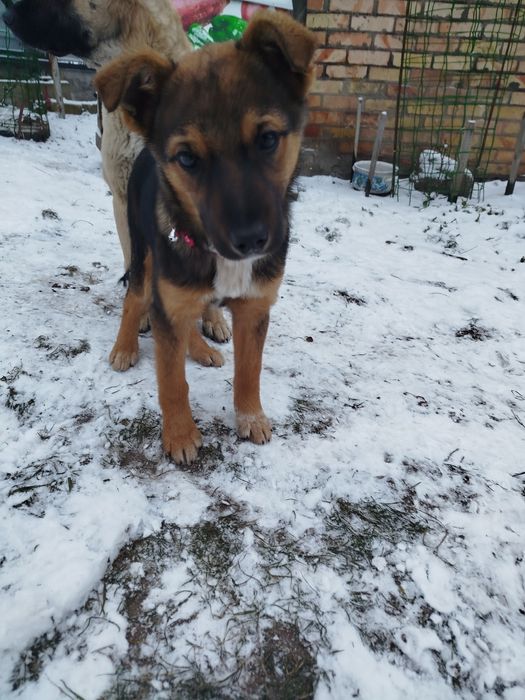 Щеня 4міс : розумна дівчинка - у дбайливі руки. Безкоштовно