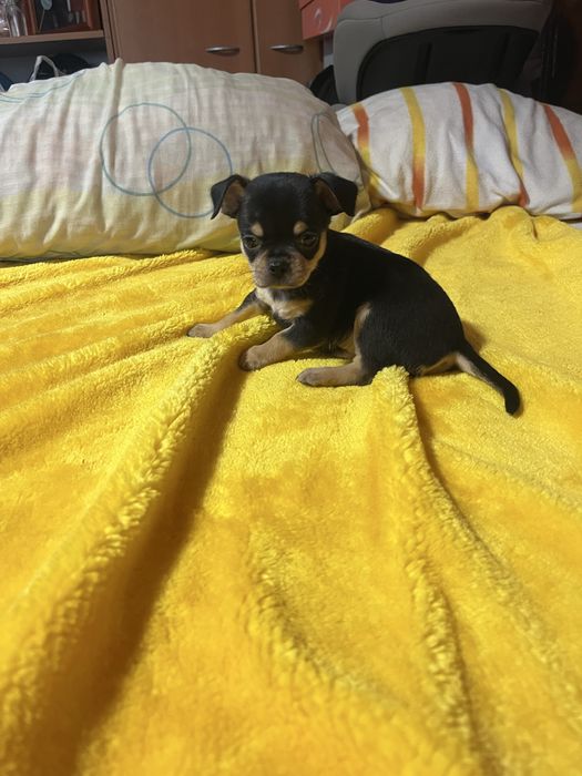 Chihuahua macho muito pequeno
