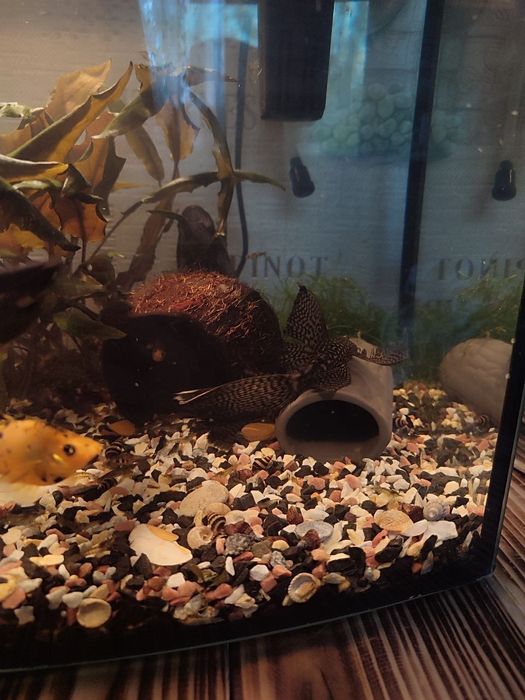 Акваріумні рибки сомікі, анцитрус вуалевий, креветки, равлики Хелена