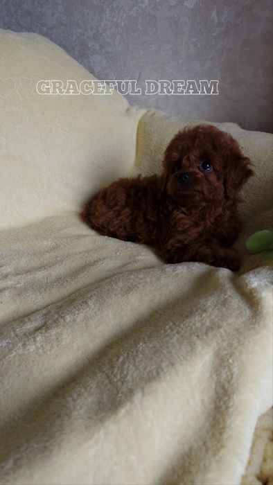Хлопчик Teddy poodle mini