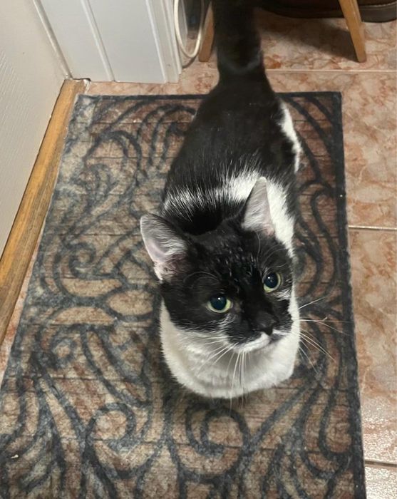 Oddam kotki w dobre ręce Warszawa Wyszków