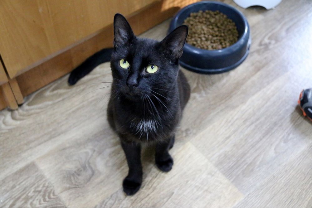 Piękny, towarzyski i młody Ignaś czeka na swoją szansę na dom!