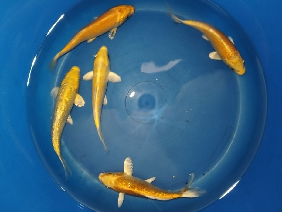 Carpas koi 12 a 14cm "promoção"