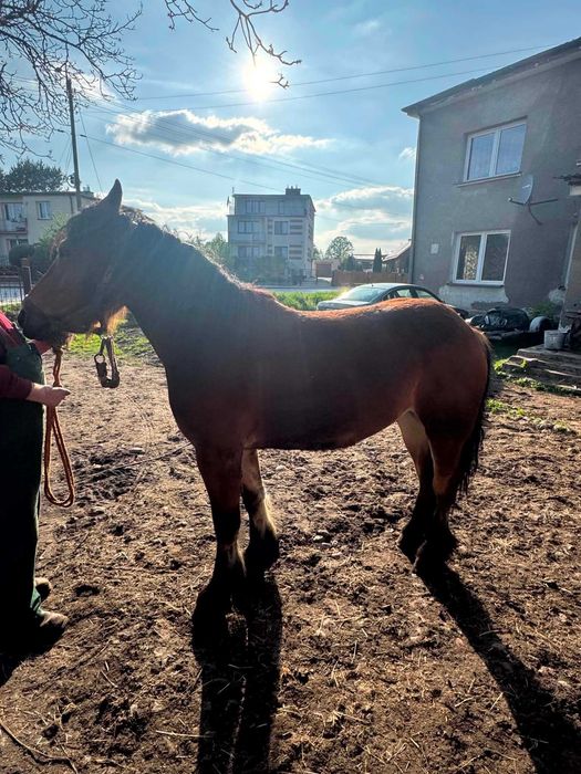 Klacz zimnokrwista ,,Sarna''