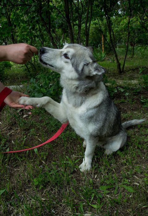 Шукаю відповідальну родину для дівчинки хаскі
