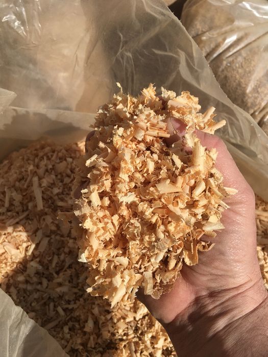 Wióry dębowe suche