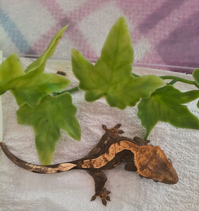 Gekon orzęsiony nsex Harlequin 12g