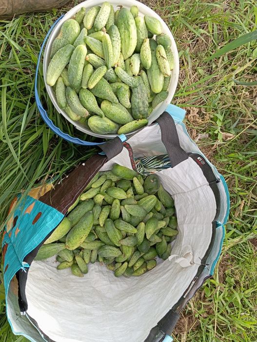 Domowe ogórki kiszone ekologiczne 100%