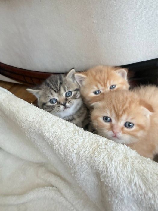 Продаж шотландських кошенят