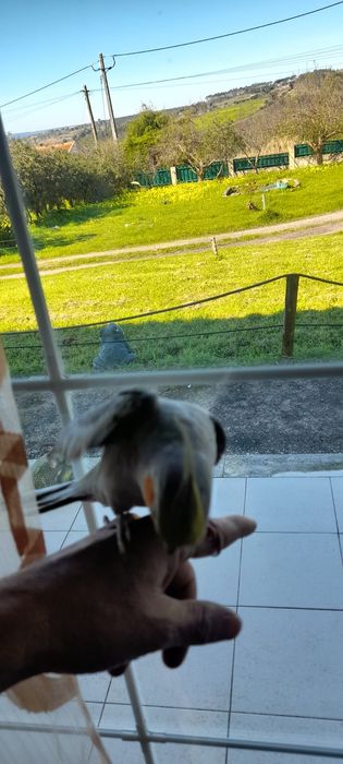 Caturra criada a mao