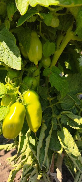 Pomidory San Marzano nasiona