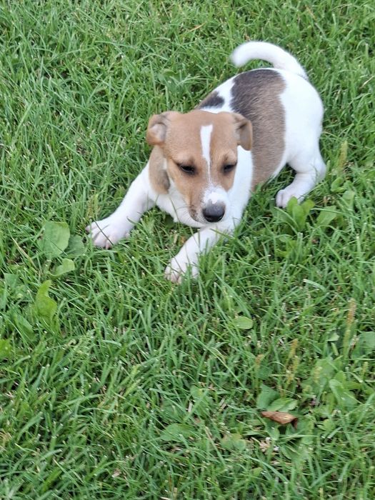 Jack  Russell  Terrier suczka