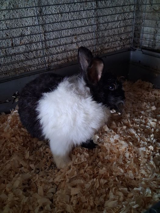 Vendo coelhos várias cores e tamanhos