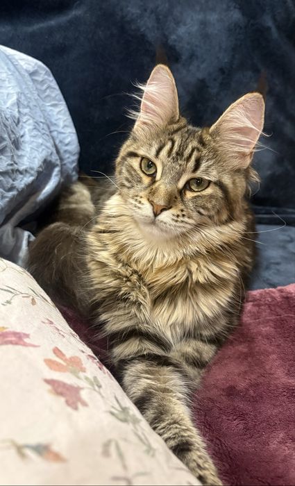 Kleopatra piekna kotka maine coon SHK WCF