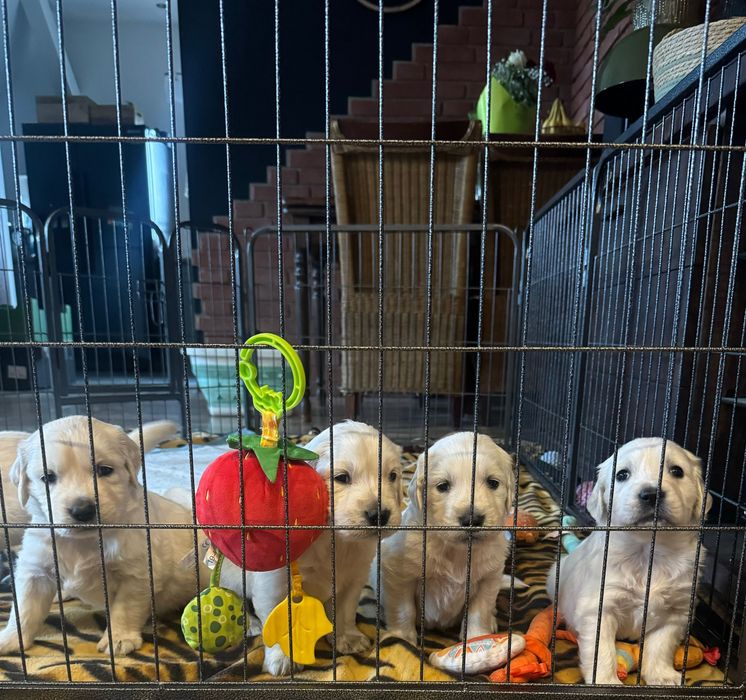 Golden retriever z rodowodem FCI ZKWP