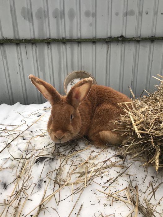 Продам кроликів.