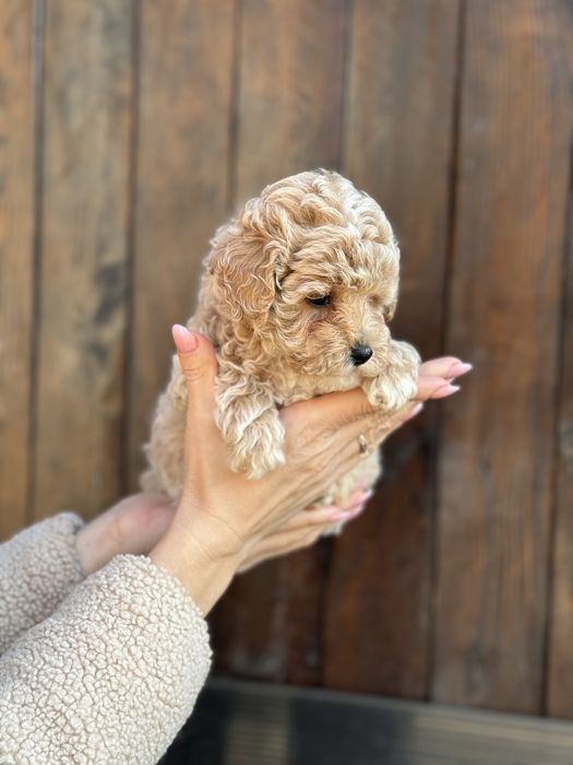 Мальтіпу в унікальному кольорі дівчинка хлопчик карамель ред браун