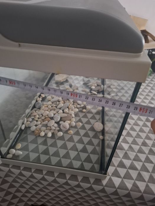 Aquarium  peixes