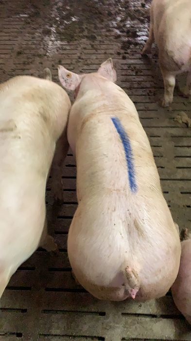 Sprzedam loszki danbred x landrace z francji