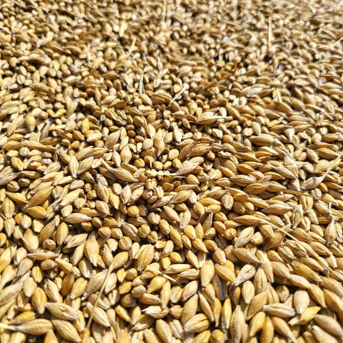 Jeczmien jary browarny 100ton