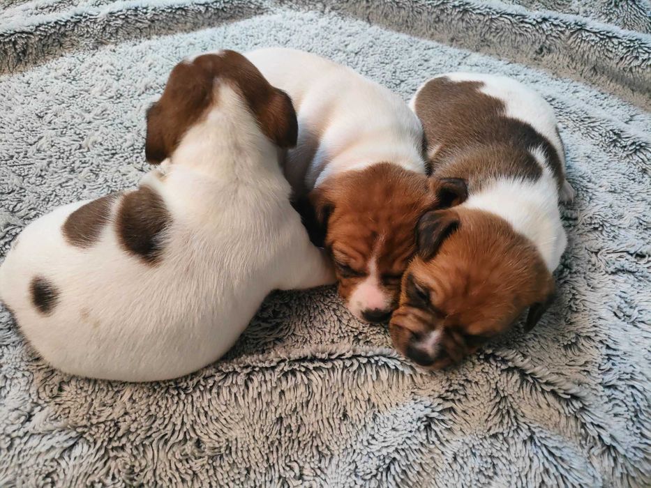 Szczeniaki Jack Russell Terrier