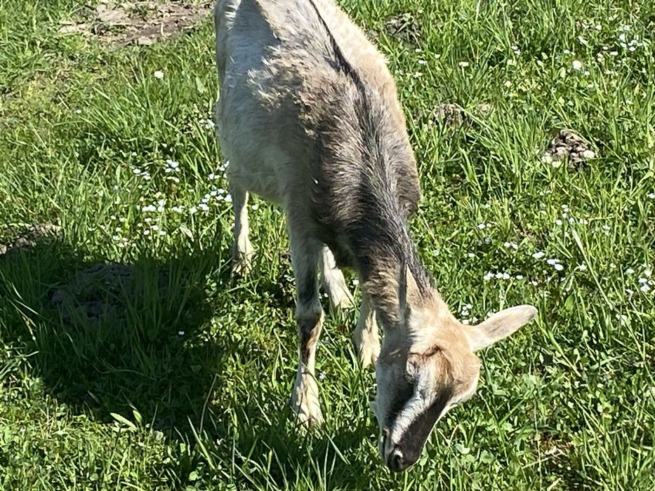 ТЕРМІНОВО. Продаються породисті кози, цапи і козенята
