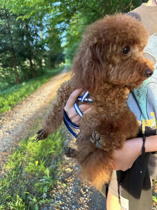 В'язка. Той Пудель ред браун. 2.5кг.