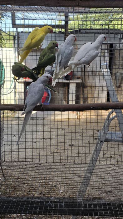 Pra cedencia ring neck e casal de caturras