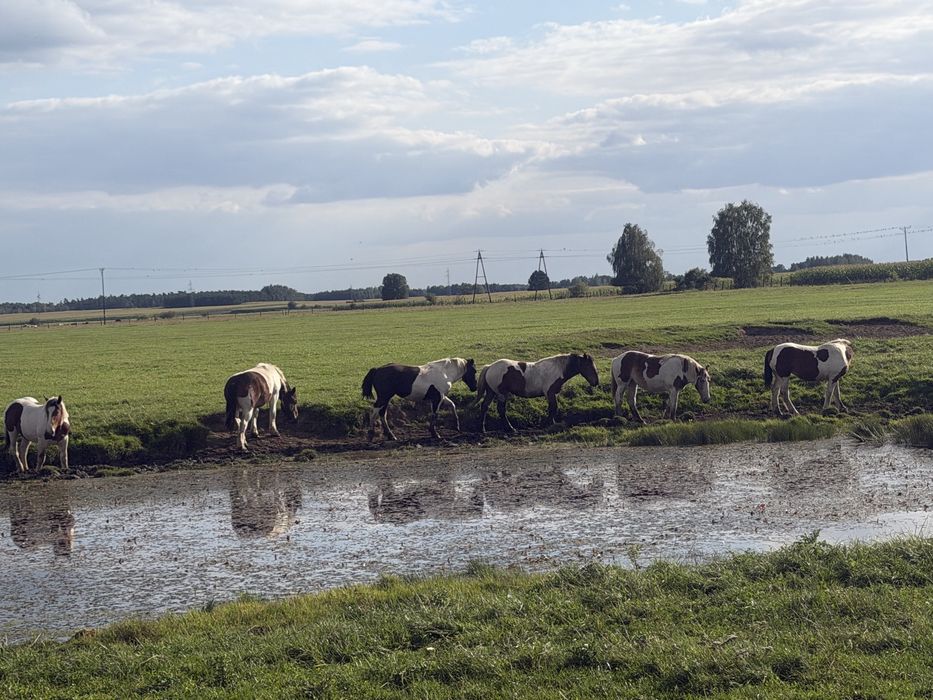 Sprzedam konie zimnokrwiste