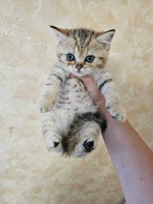 Шотландські кошенята