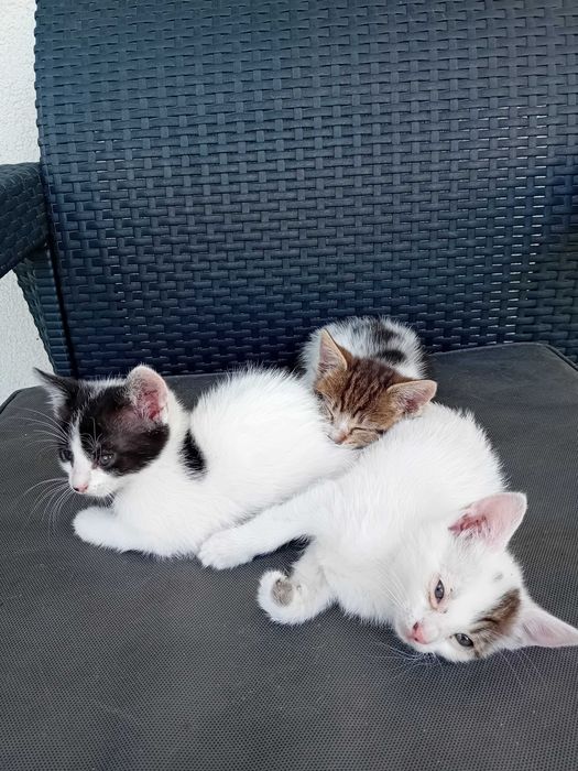 Małe kotki do adopcji