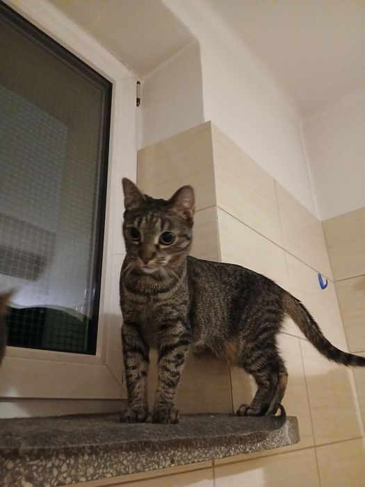 Przyjazna kotka do adopcji