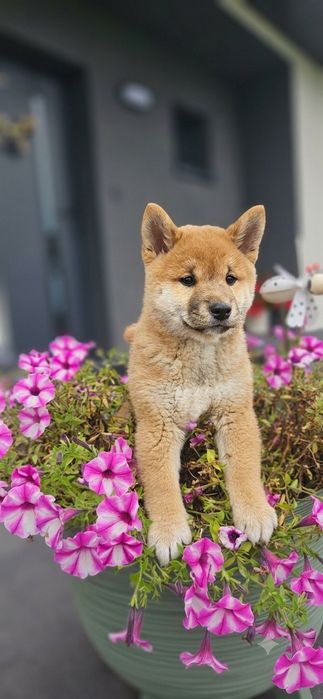Shiba inu piesek gotowe do odbioru