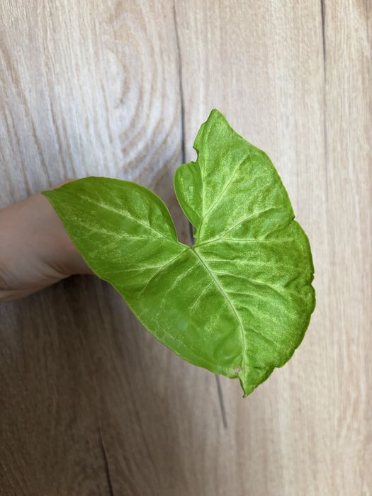 Syngonium Mango Allusion