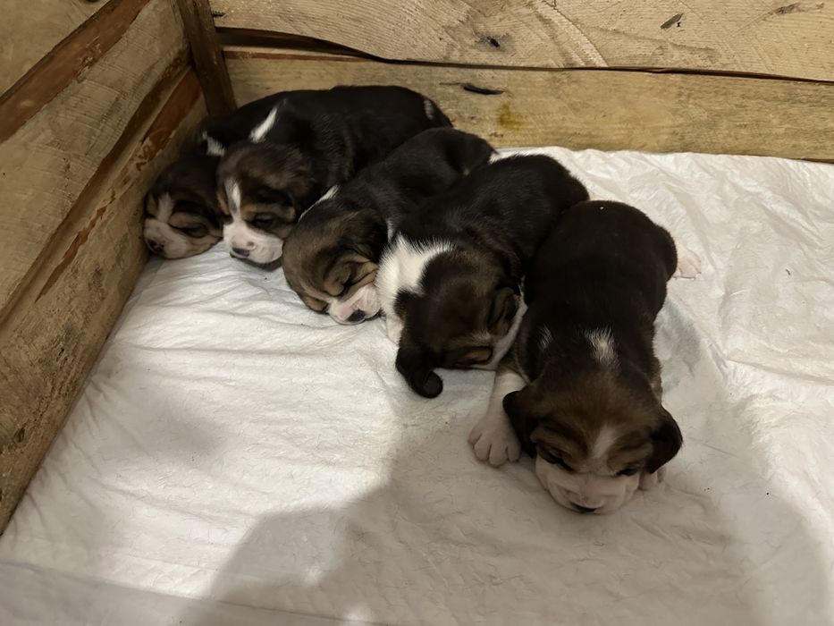 Продам цуценят Бігль