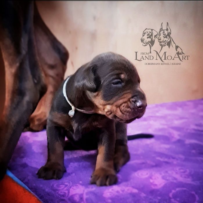 Щенки добермана суперских кровей. Купировка, доставка оговаривается .