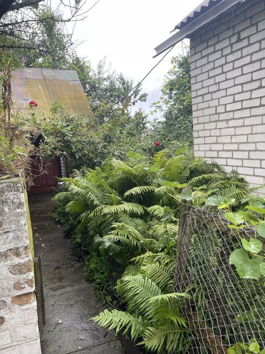 Продам цегляний будинов в селищі Нова.  Борова. 50 км від Житомира