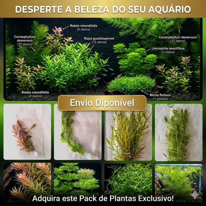 Pack 65x | 5 Espécies de Plantas de Aquário – Baixa Exigência