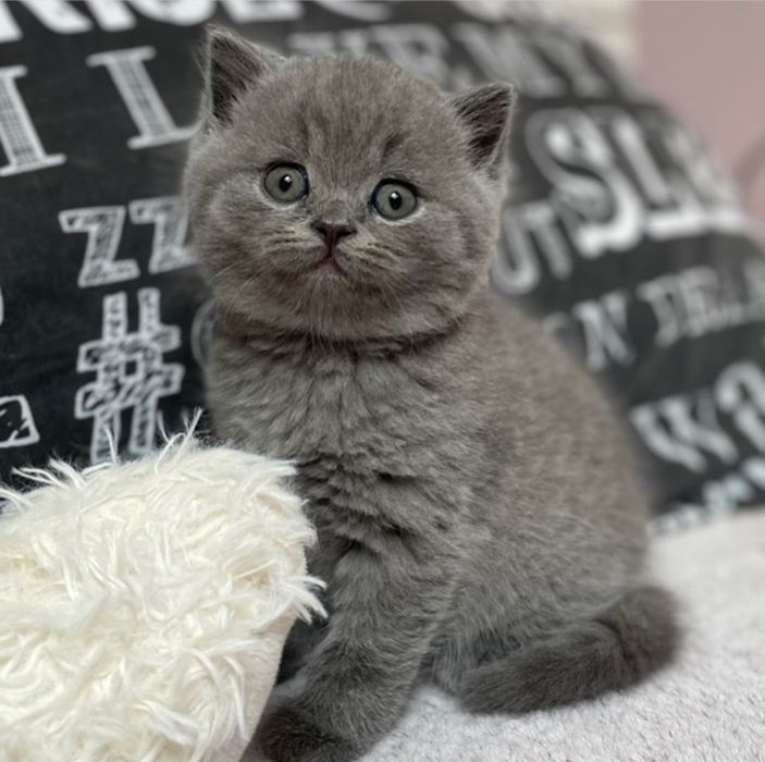 Кошечка шотландская прямоухая