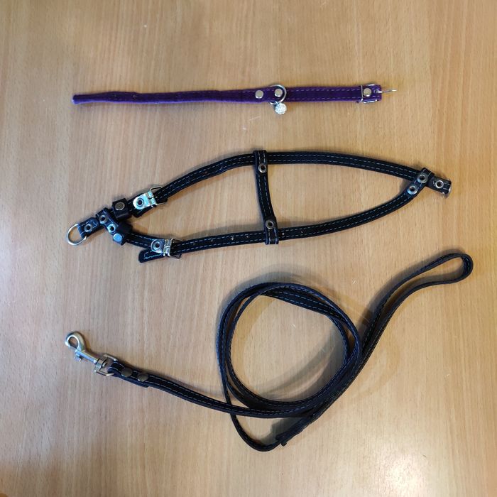 Шлея з повідцем, нашийник